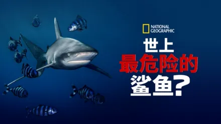 thumbnail - 世上最危险的鲨鱼？