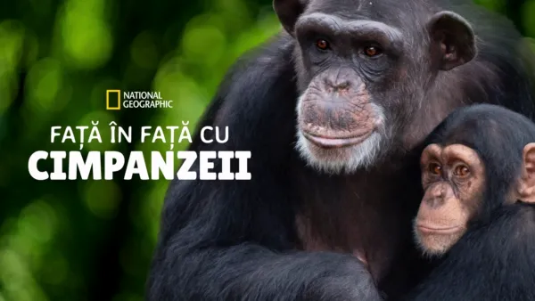 thumbnail - Față în față cu cimpanzeii