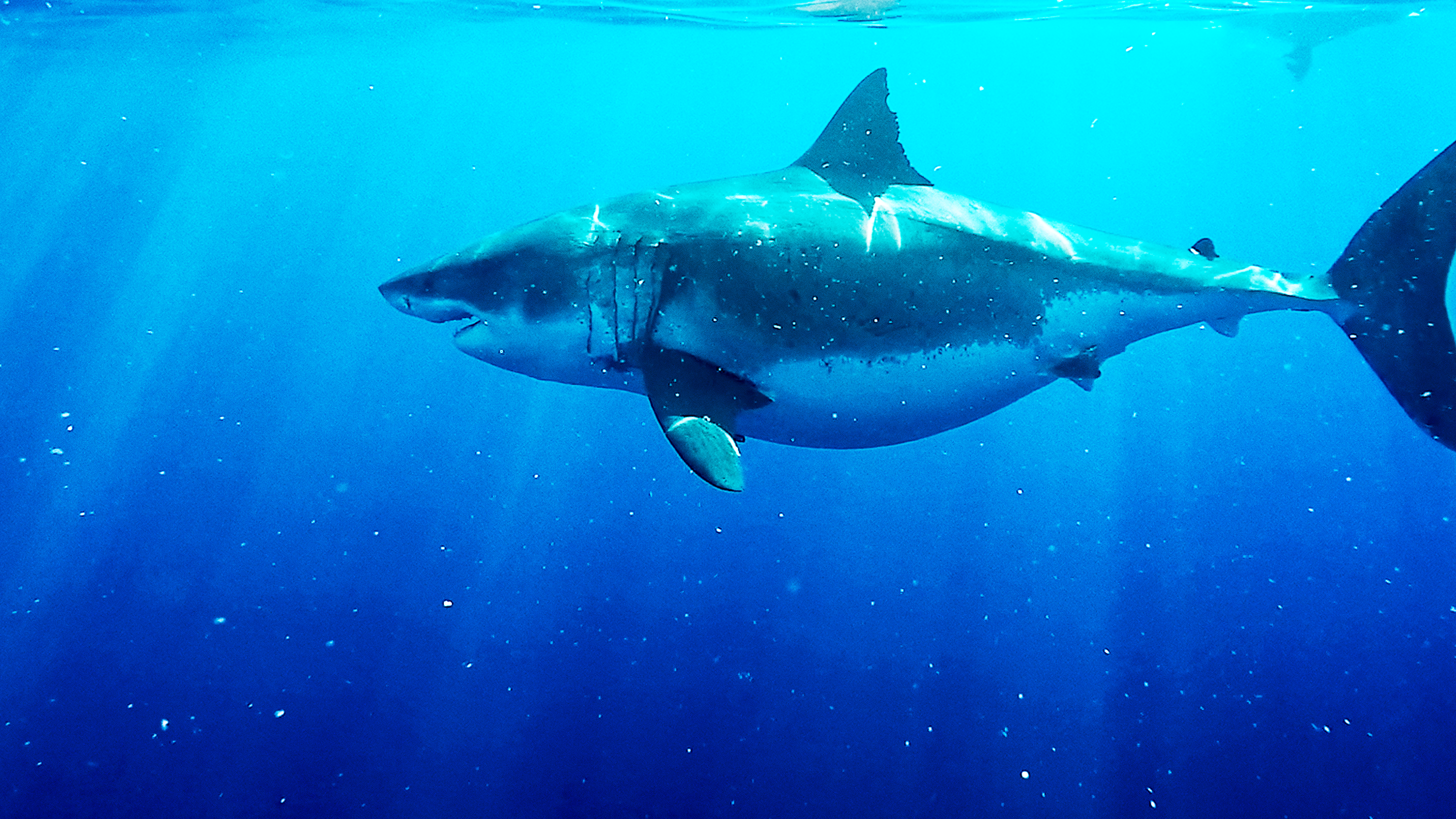 World's Biggest Great White?