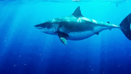 Deep Blue: la regina degli squali