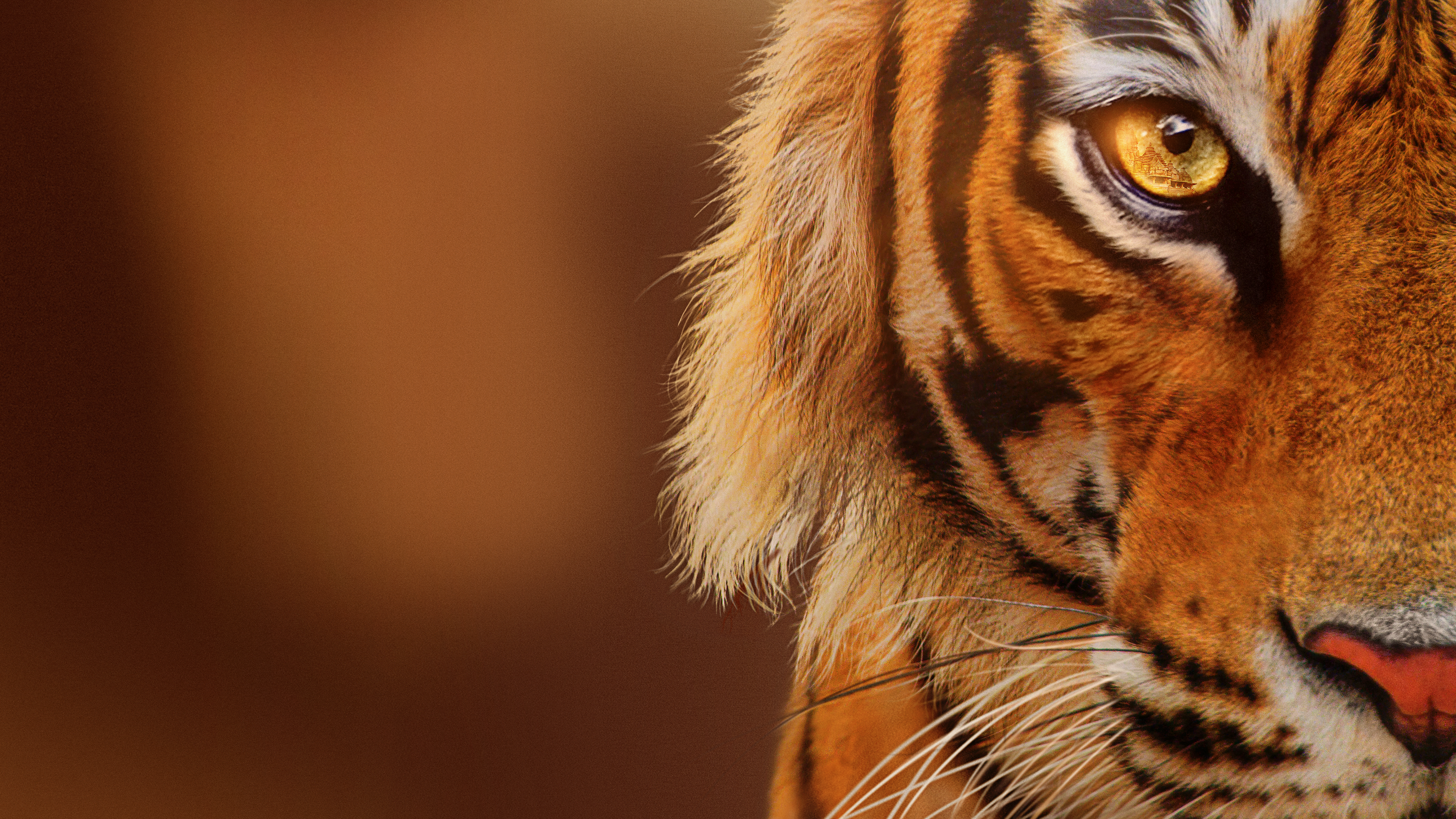 India tigrisei: Így készült