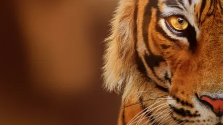 Tiger – Behind the scenes