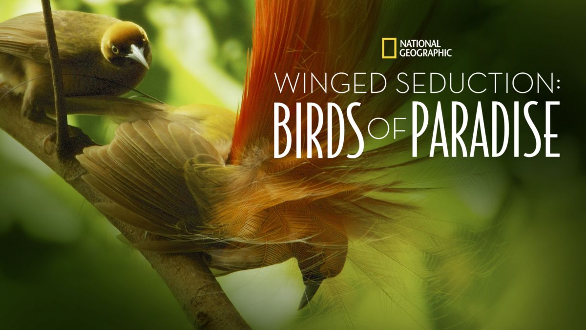 Watch Winged Seduction: Birds of Paradise | Disney+