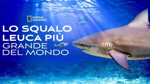 thumbnail - Lo squalo leuca più grande del mondo