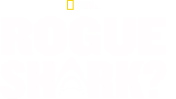 Rogue Shark?