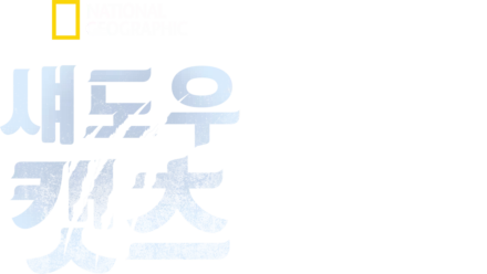 섀도우 캣츠