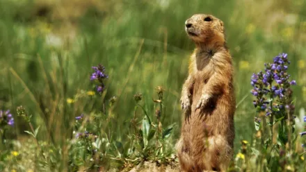 La dynastie des chiens de prairie