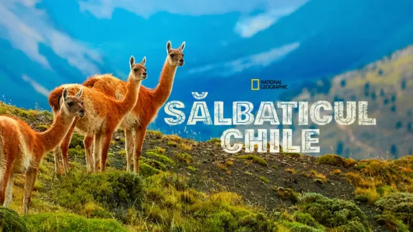 thumbnail - Sălbaticul Chile