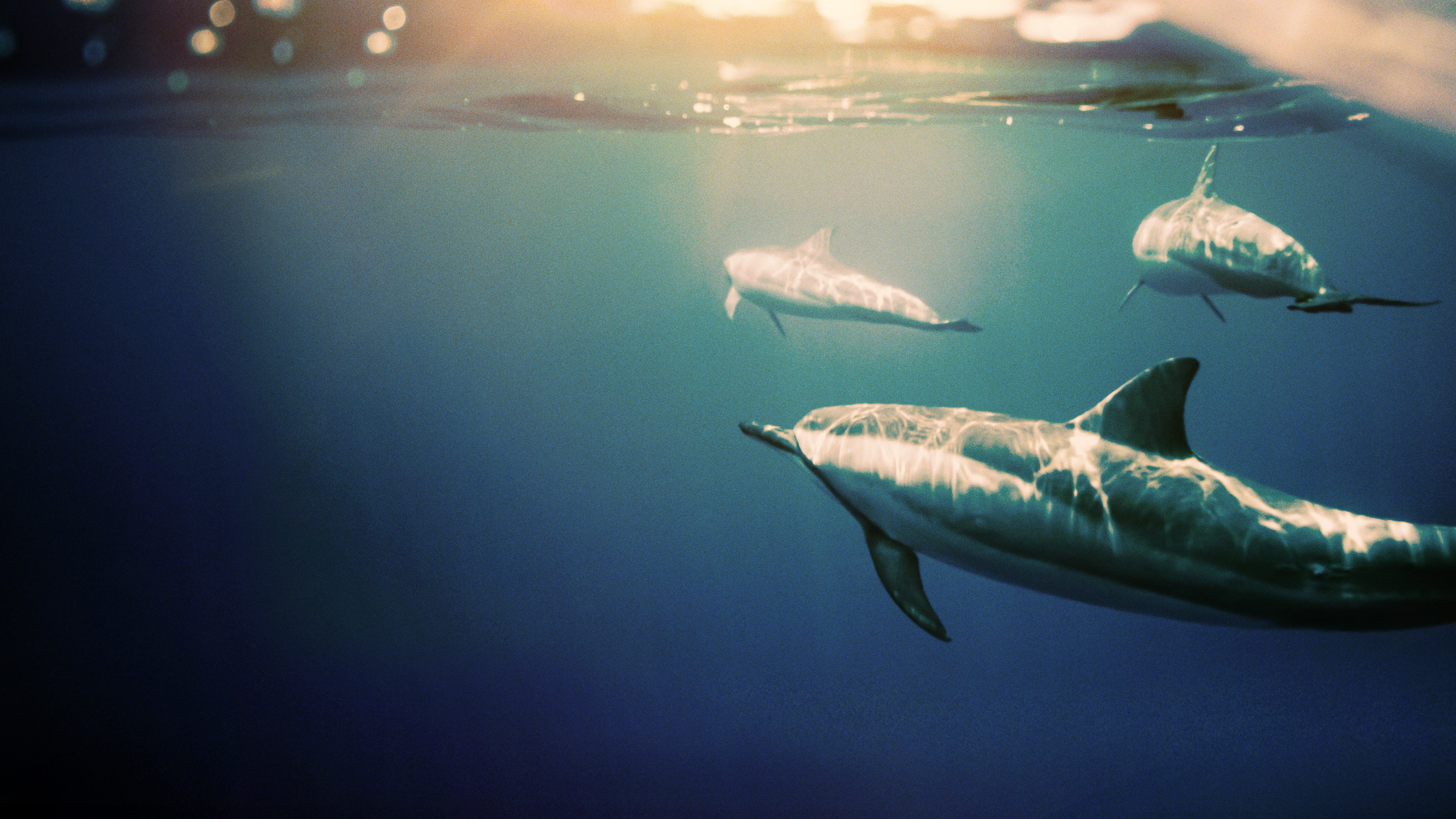 Rekiny kontra delfiny: starcie na Bahamach