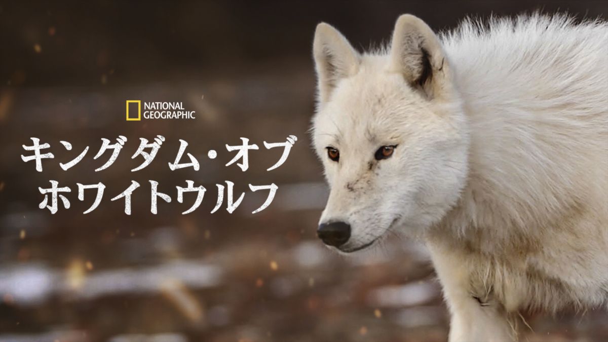 キングダム オブ ホワイトウルフを視聴 Disney ディズニープラス