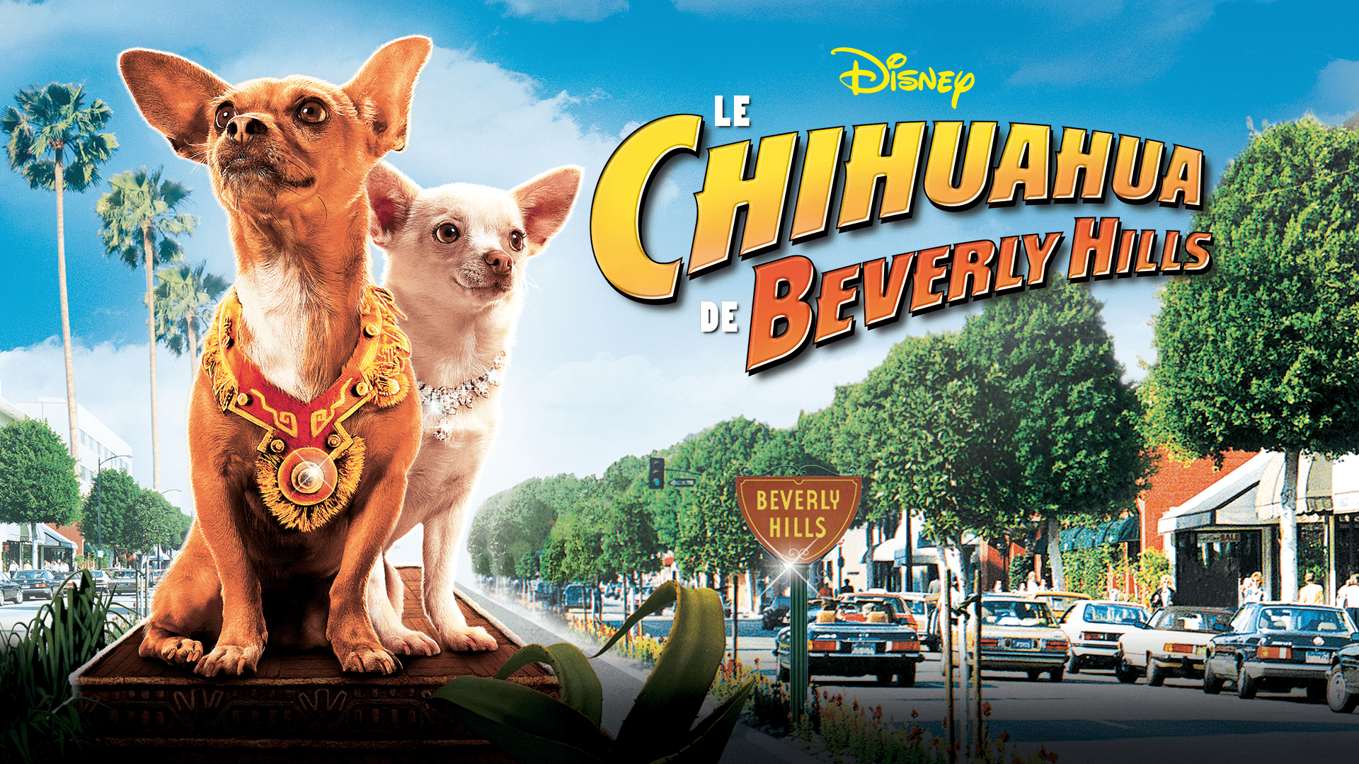 Regarder Le Chihuahua De Beverly Hills | Film Complet | Disney+