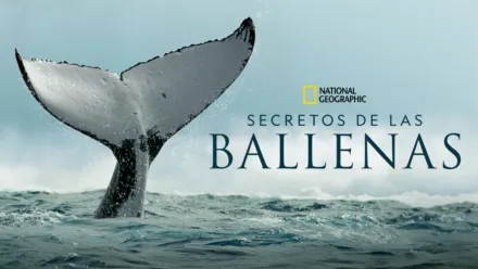 thumbnail - Secretos de las ballenas
