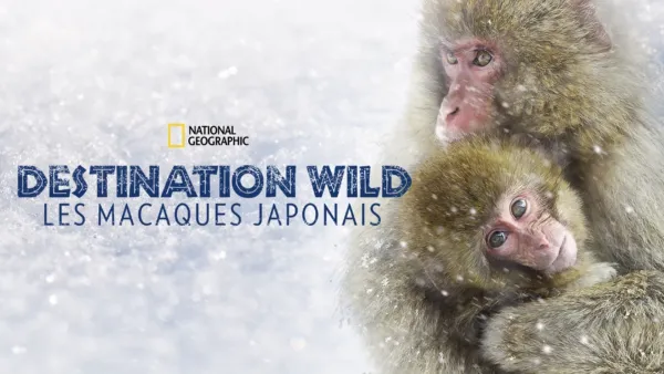 thumbnail - Destination Wild : Les macaques japonais