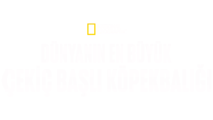 Dünyanın En Büyük Çekiç Başlı Köpekbalığı