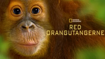 thumbnail - Red orangutangerne