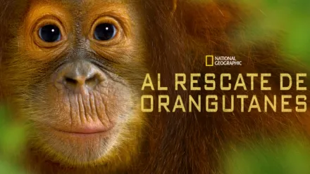 thumbnail - Al rescate de orangutanes