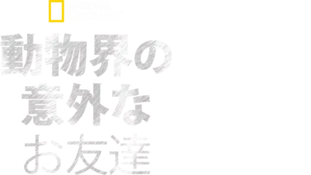 動物界の意外なお友達