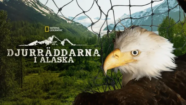 thumbnail - Djurräddarna i Alaska