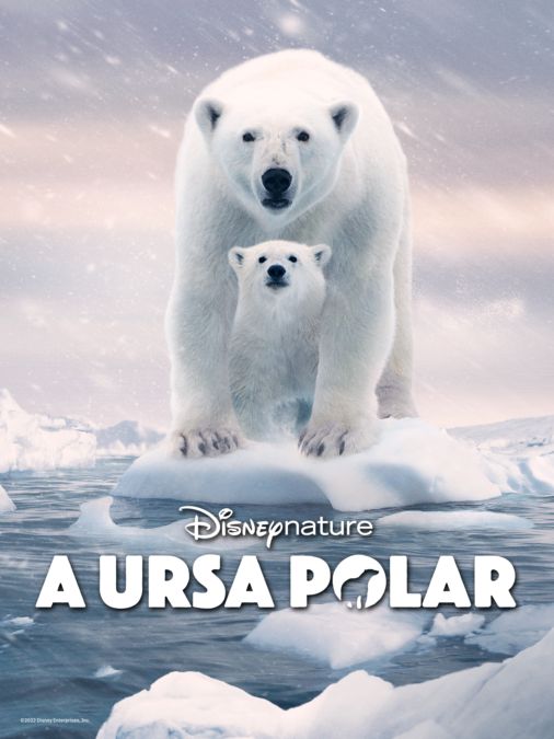 A Ursa Polar': Documentário já está disponível no Disney+! - CinePOP