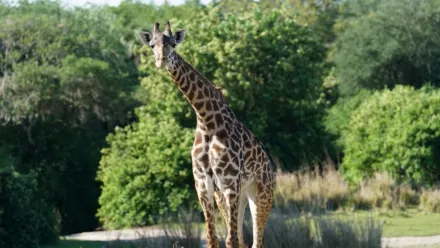 thumbnail - Magic of Disney's Animal Kingdom S2:E1 Giraffstockning