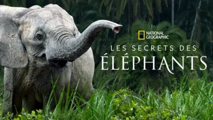 thumbnail - Les secrets des éléphants