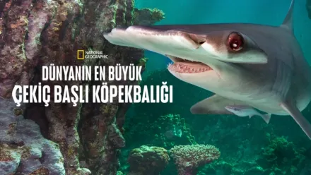 thumbnail - Dünyanın En Büyük Çekiç Başlı Köpekbalığı