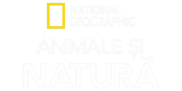 Animale și natură National Geographic Title Art Image
