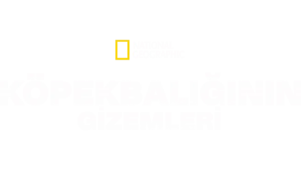 Köpekbalığının Gizemleri