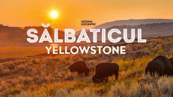 thumbnail - Sălbaticul Yellowstone