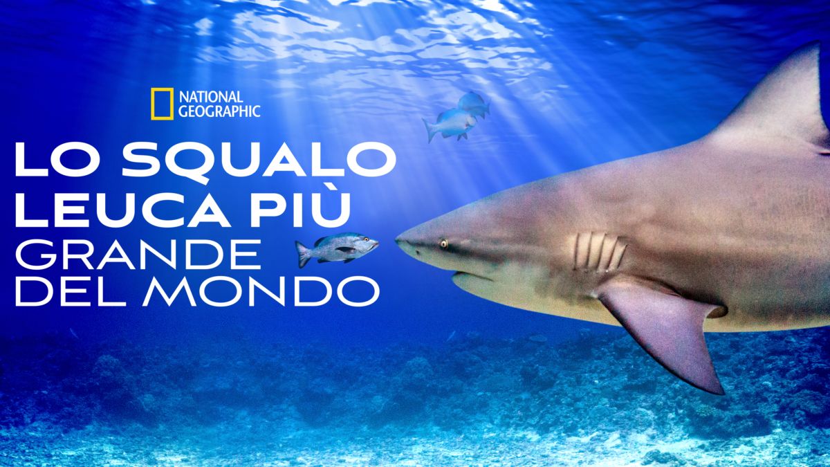 Guarda Lo squalo leuca più grande