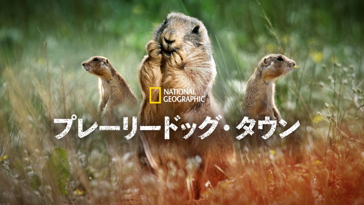 プレーリードッグ タウンを視聴 Disney ディズニープラス