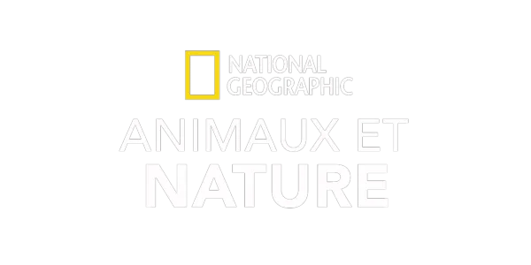 National Geographic : Animaux et nature Title Art Image