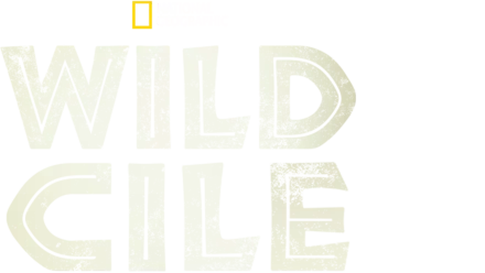 Wild Cile