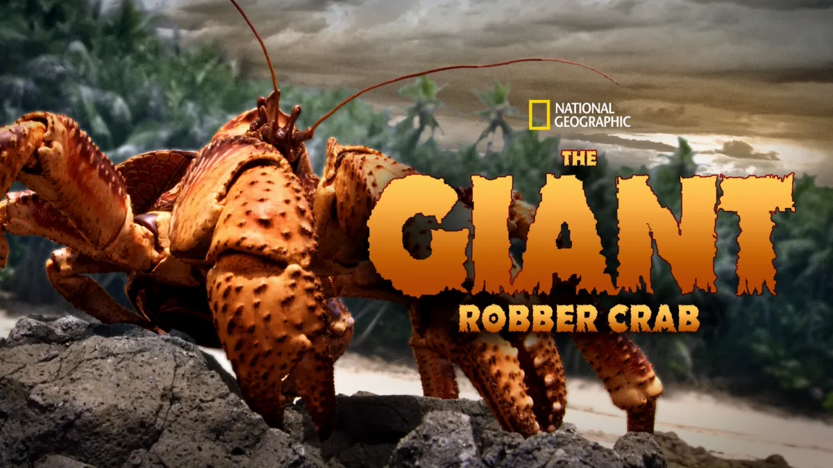 Giant Coconut Crab Attacks