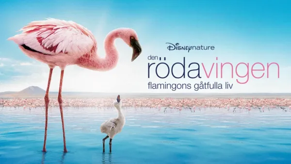thumbnail - Den röda vingen: Flamingons gåtfulla liv
