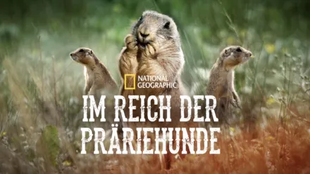 thumbnail - Im Reich der Präriehunde