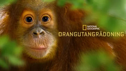 thumbnail - Orangutangräddning