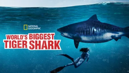 thumbnail - World's Biggest Tiger Shark?