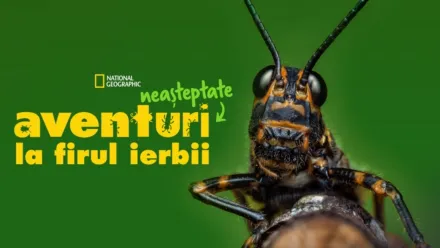 thumbnail - Aventuri neașteptate la firul ierbii