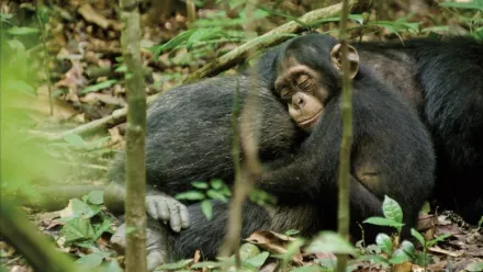 Oscar, a csimpánz