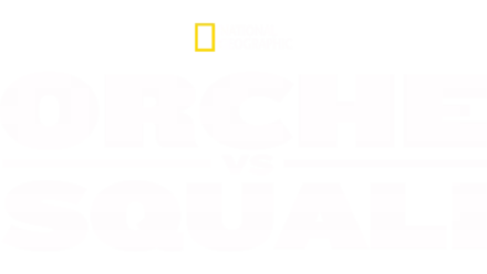 Orche vs Squali