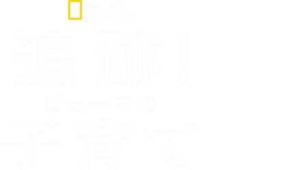 追跡！ピューマの子育て