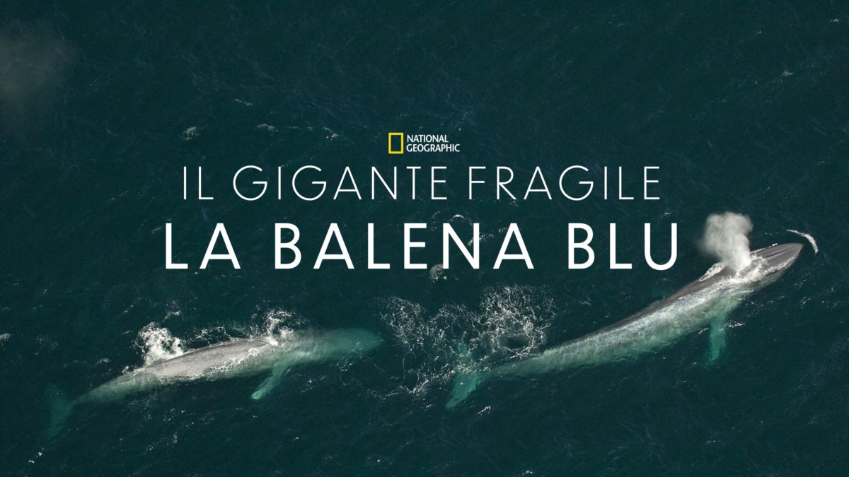 Guarda Il Gigante Fragile La Balena Blu Film Completo Disney