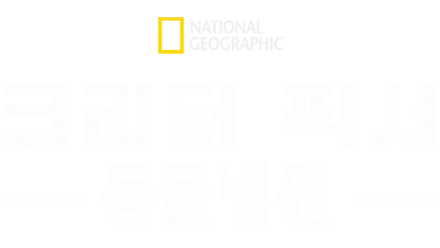 크리터 픽서 동물병원