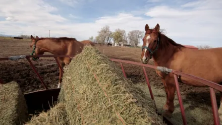 Rocky Mountain Animal Rescue