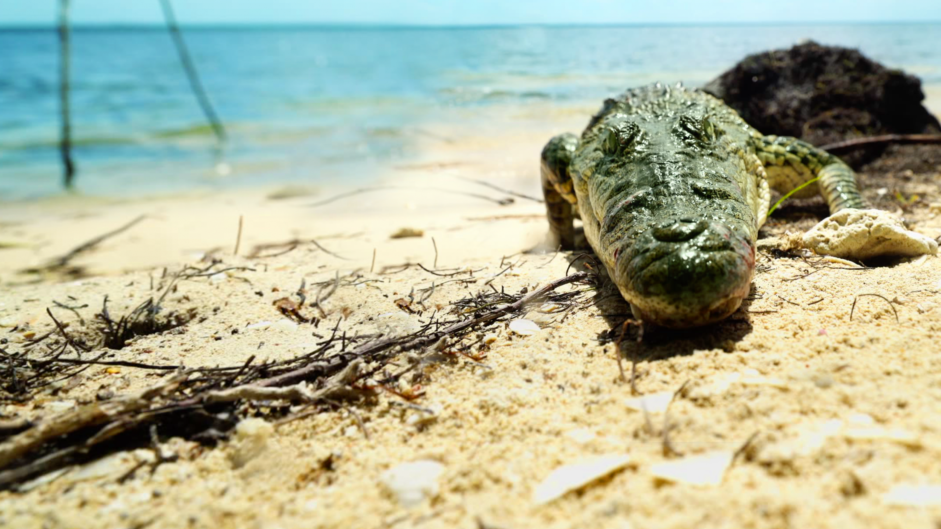 Life and Death in Paradise: Crocs of the Carribbean