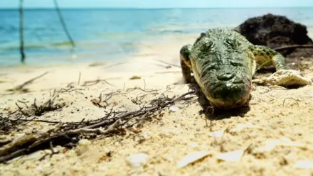 Watch Life and Death in Paradise Crocs of the Carribbean Disney