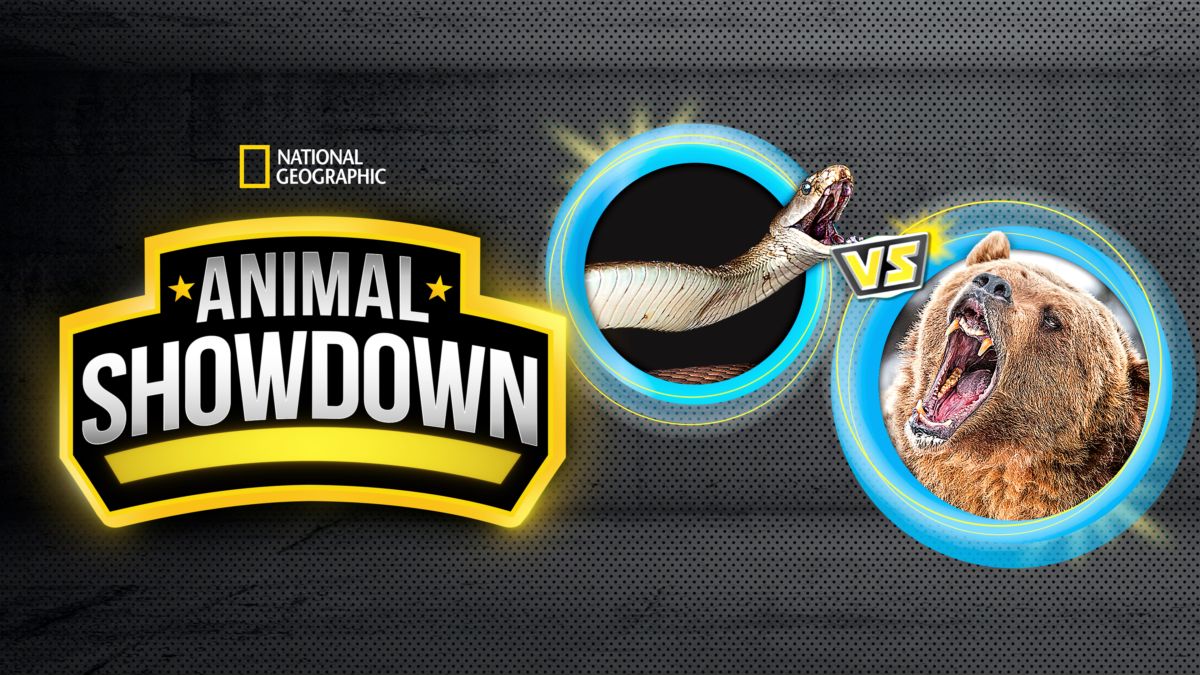 Watch Animal Showdown Full episodes Disney+