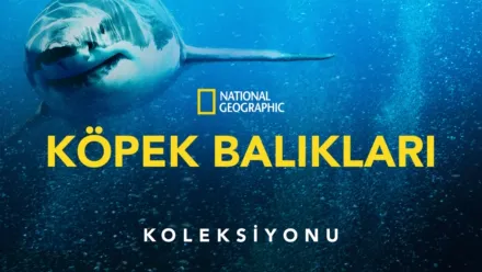 thumbnail - National Geographic Köpekbalıkları