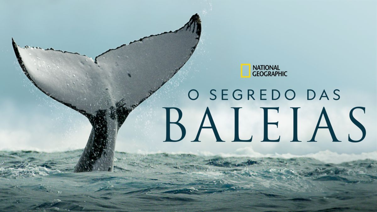 Assistir a O Segredo das Baleias